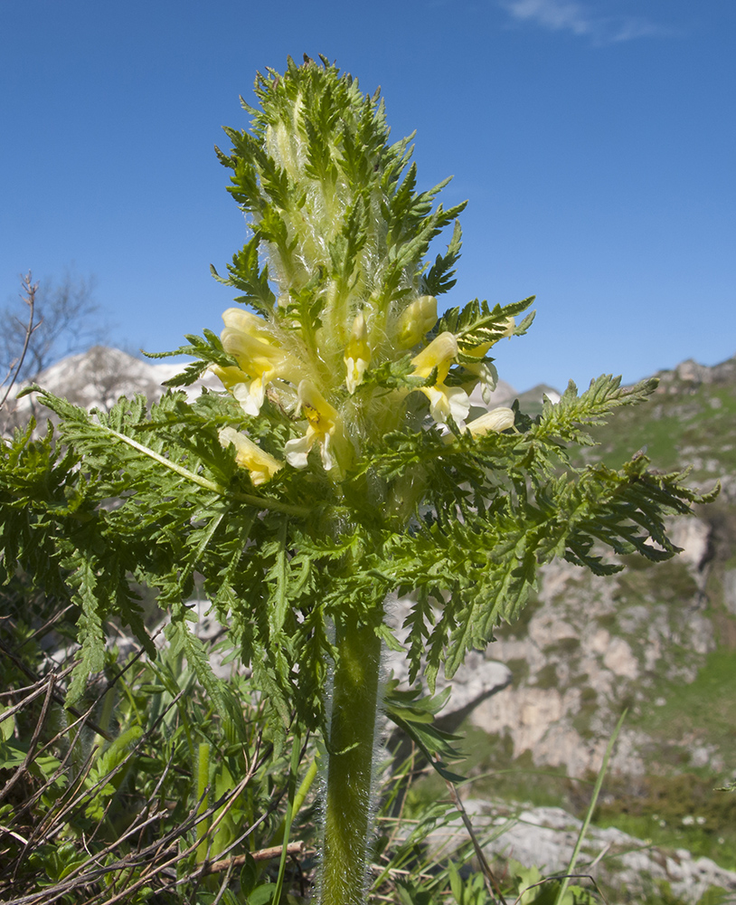 Изображение особи Pedicularis condensata.