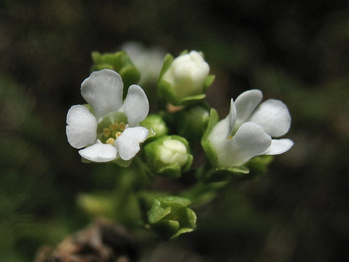 Image of Samolus valerandi specimen.