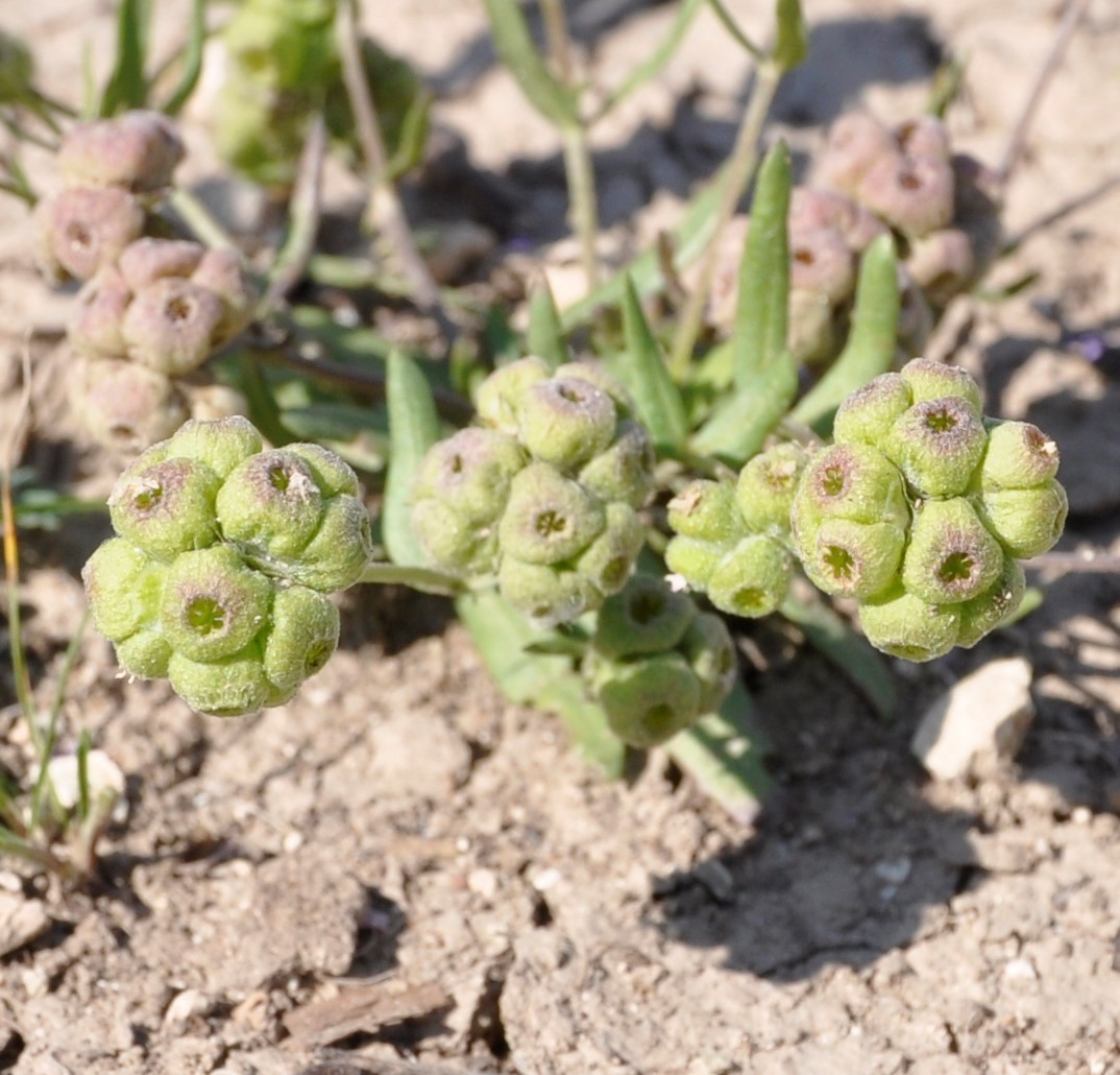 Image of Valerianella vesicaria specimen.