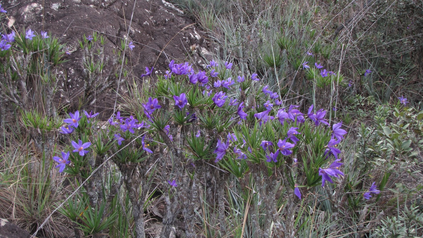 Image of Vellozia compacta specimen.