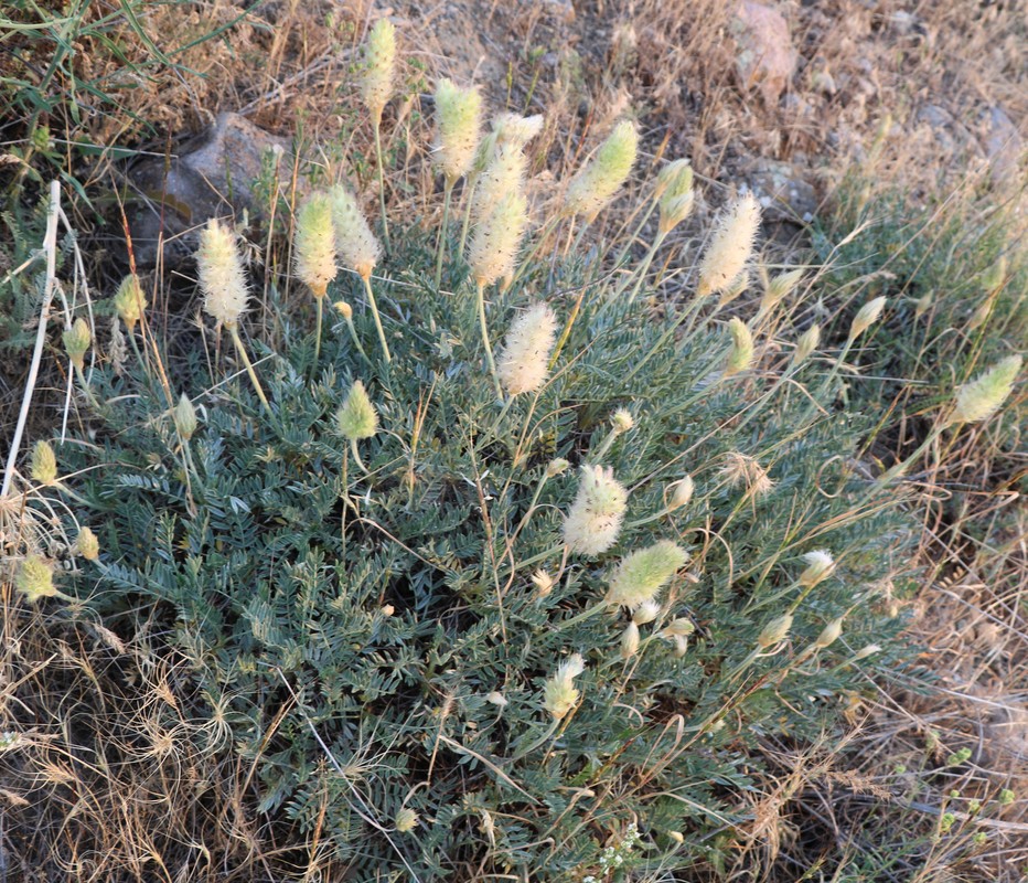 Изображение особи Astragalus lagurus.