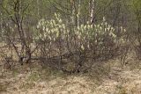 Salix lanata. Цветущее мужское растение. Мурманская обл., Кольский р-н, долина р. Титовка ниже автодороги А138 Мурманск — Печенга, окр. Мельничных водопадов, травяной берёзовый лес у реки. 07.06.2019.