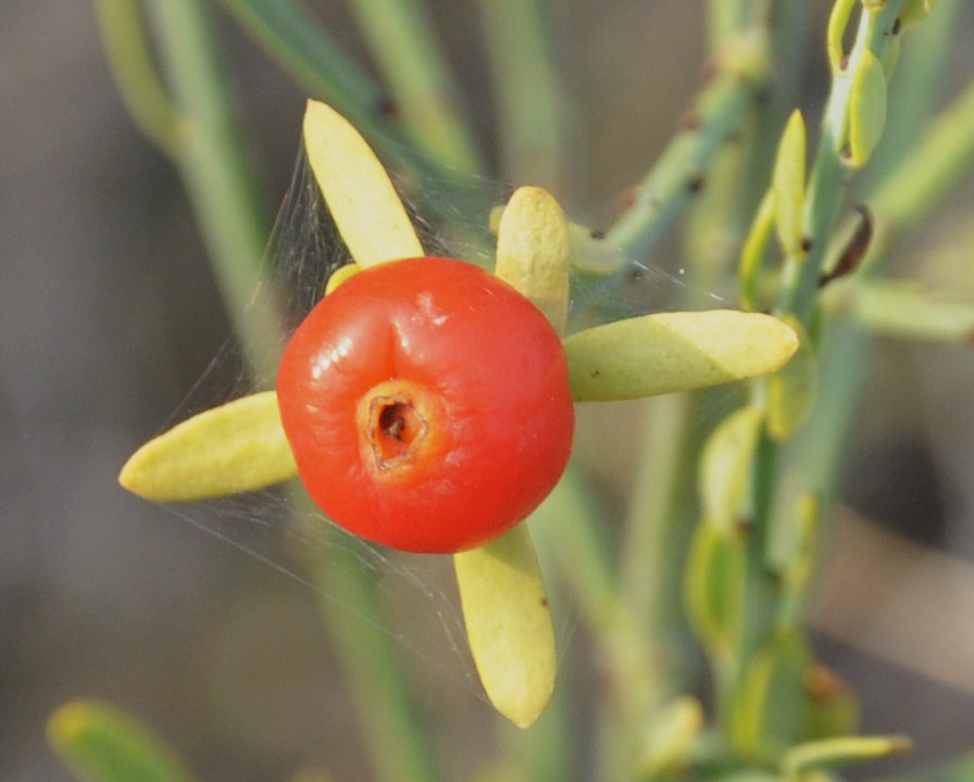 Image of Osyris alba specimen.