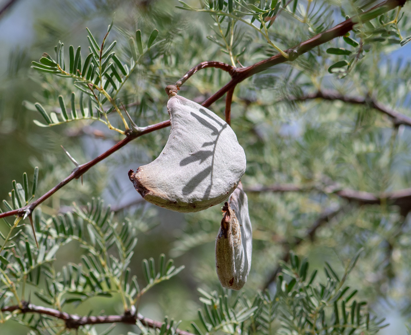 Image of Vachellia erioloba specimen.