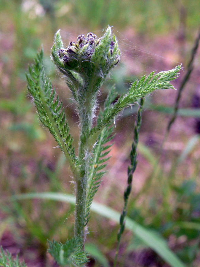 Image of Achillea nigrescens specimen.