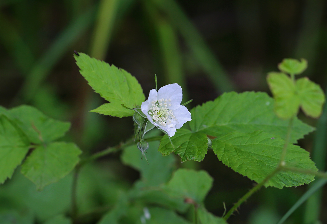 Изображение особи Rubus caesius.