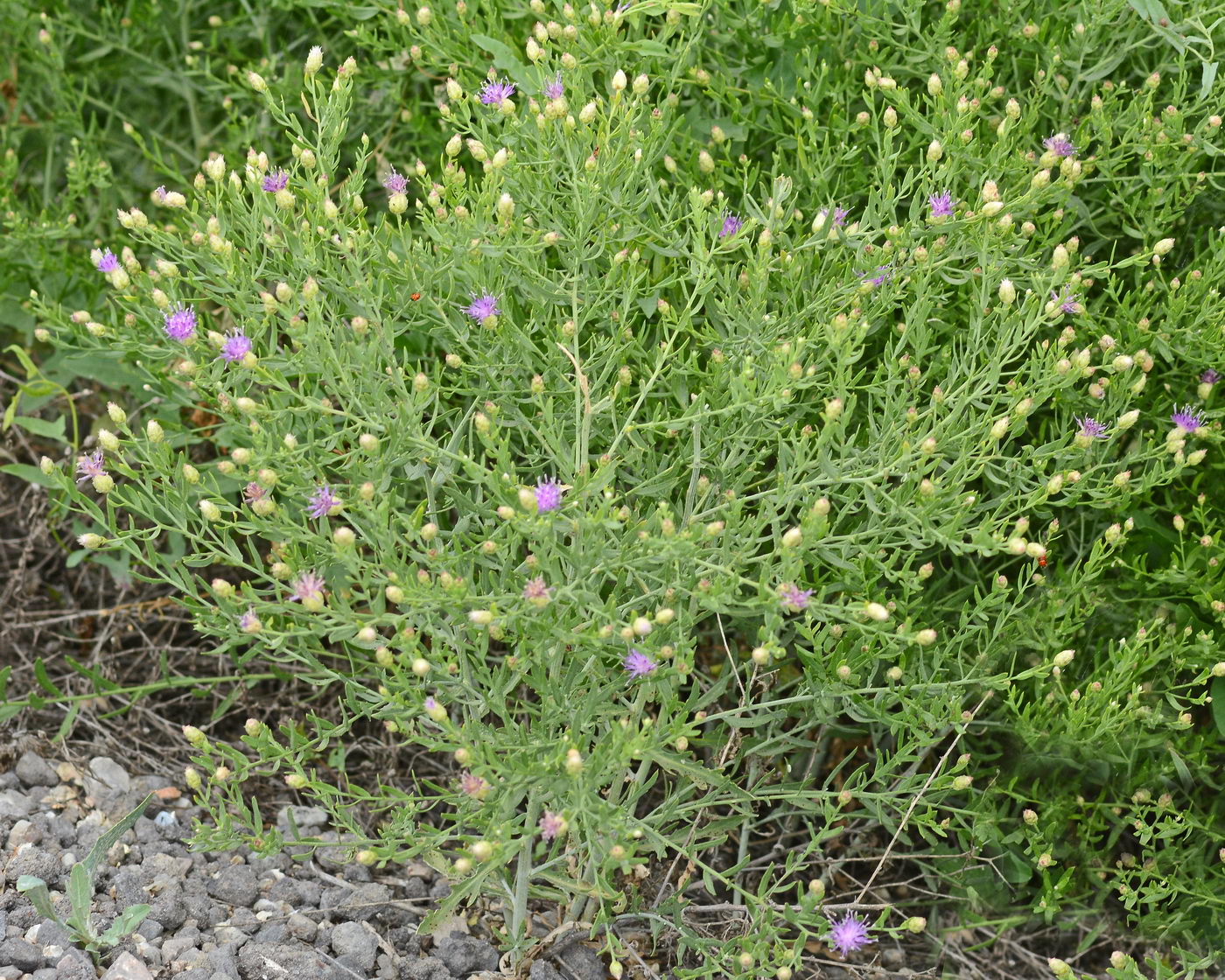 Image of Acroptilon repens specimen.