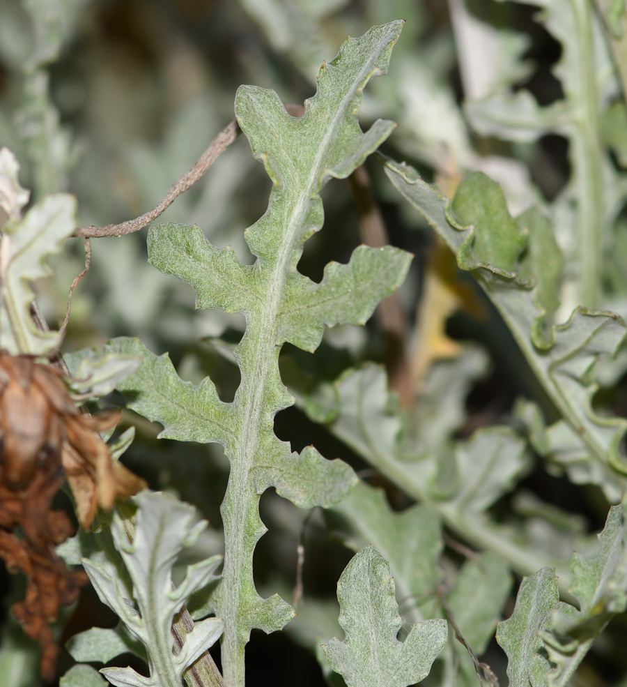 Image of Arctotis hybrida specimen.