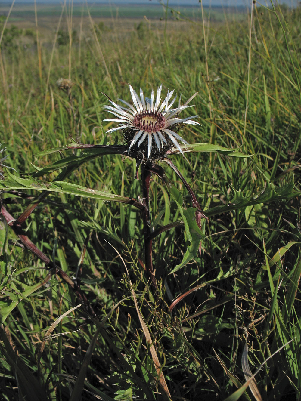 Image of Carlina cirsioides specimen.