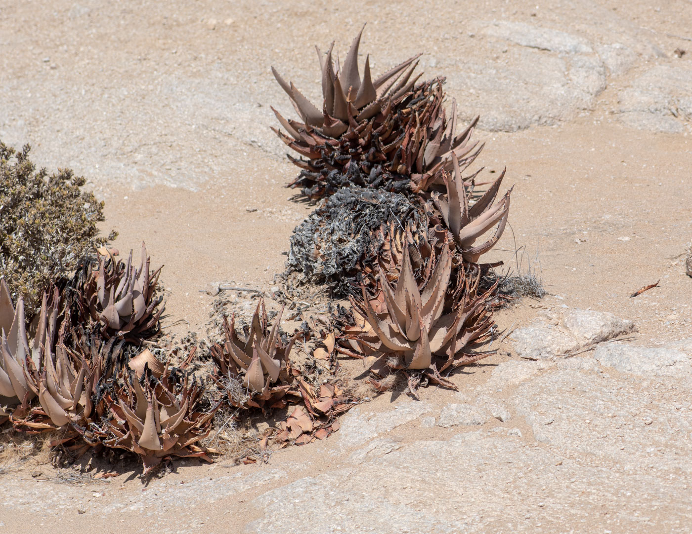 Изображение особи Aloe asperifolia.