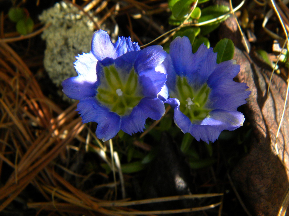 Изображение особи Gentiana grandiflora.