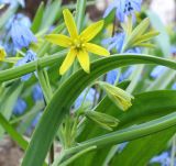 Gagea lutea