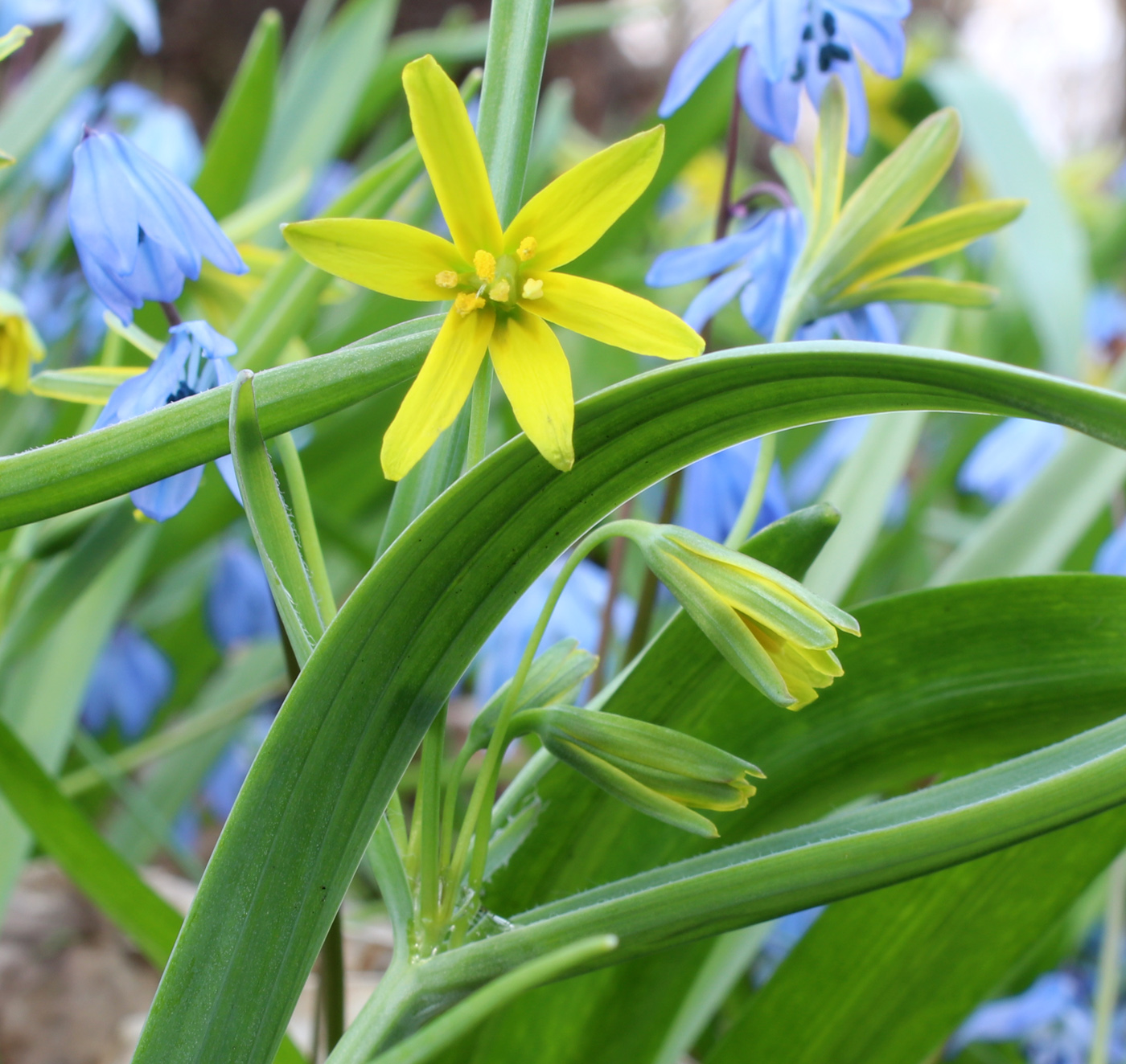 Image of Gagea lutea specimen.