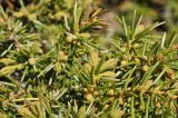 Juniperus rigida ssp. litoralis