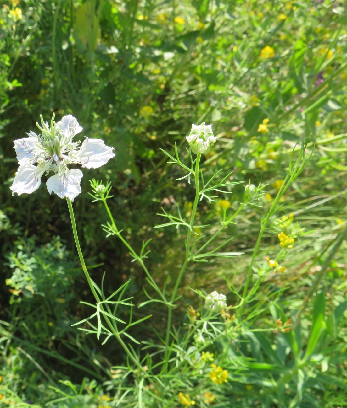 Изображение особи Nigella arvensis.