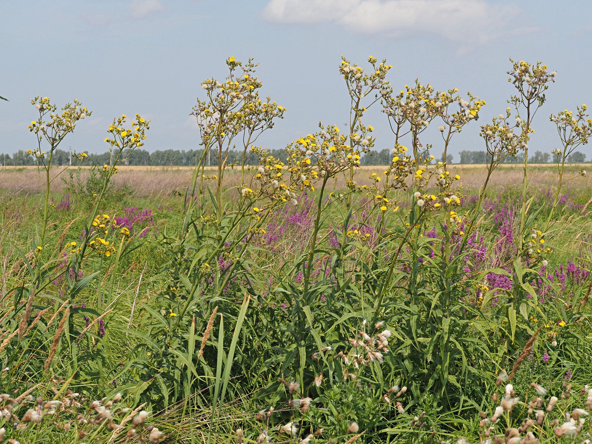 Image of Sonchus palustris specimen.