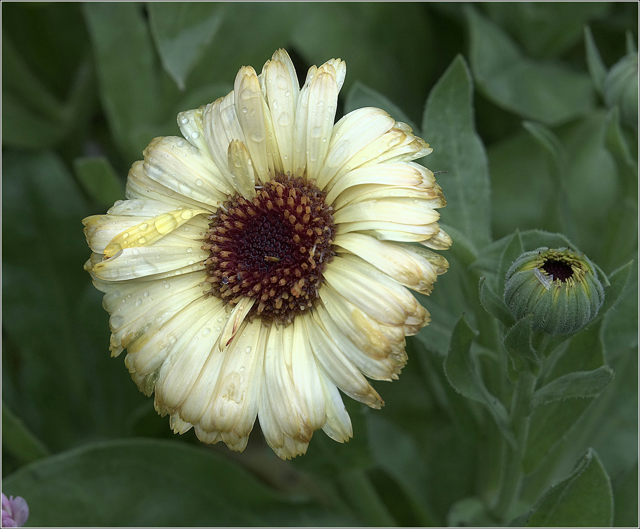 Image of Calendula officinalis specimen.