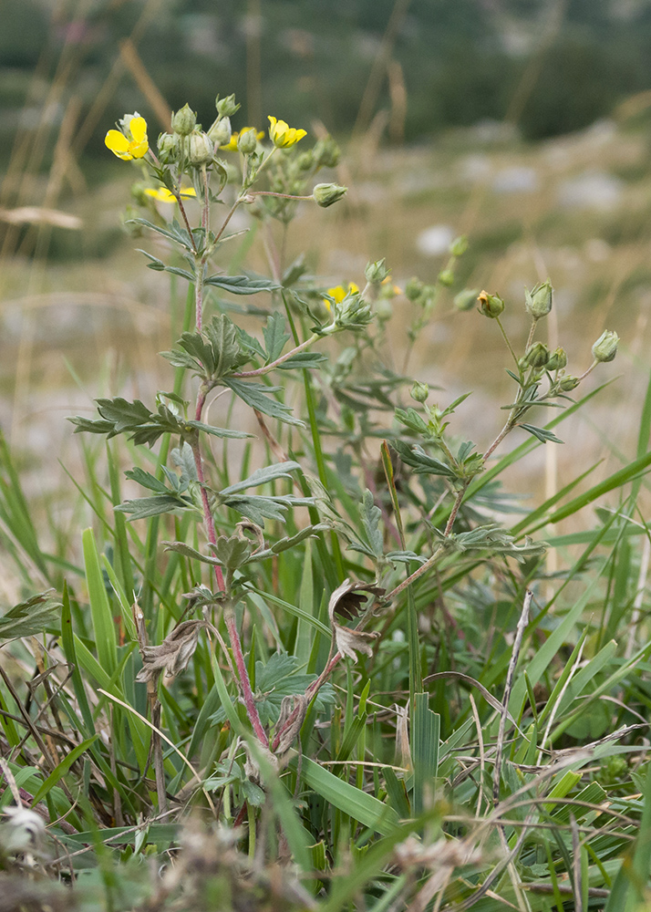 Изображение особи Potentilla argentea.