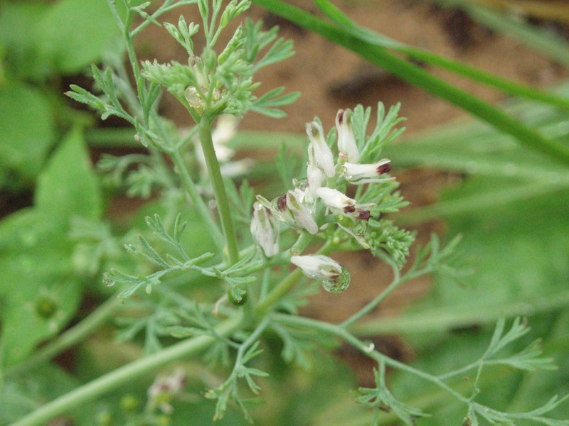 Image of genus Fumaria specimen.