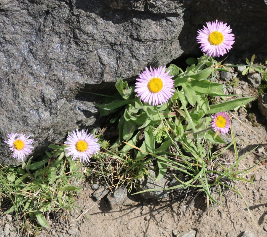 Изображение особи Erigeron venustus.