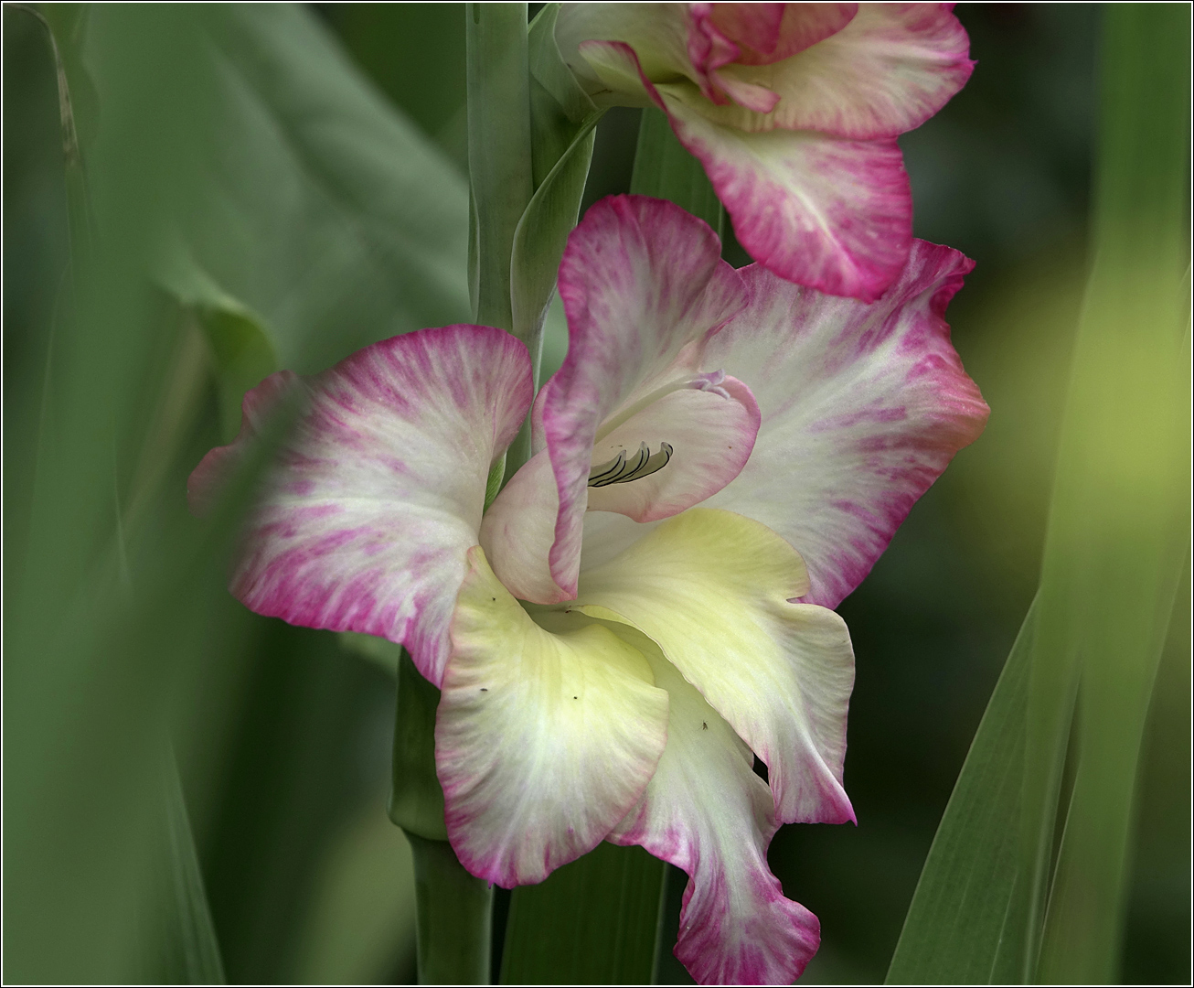 Изображение особи Gladiolus &times; gandavensis.