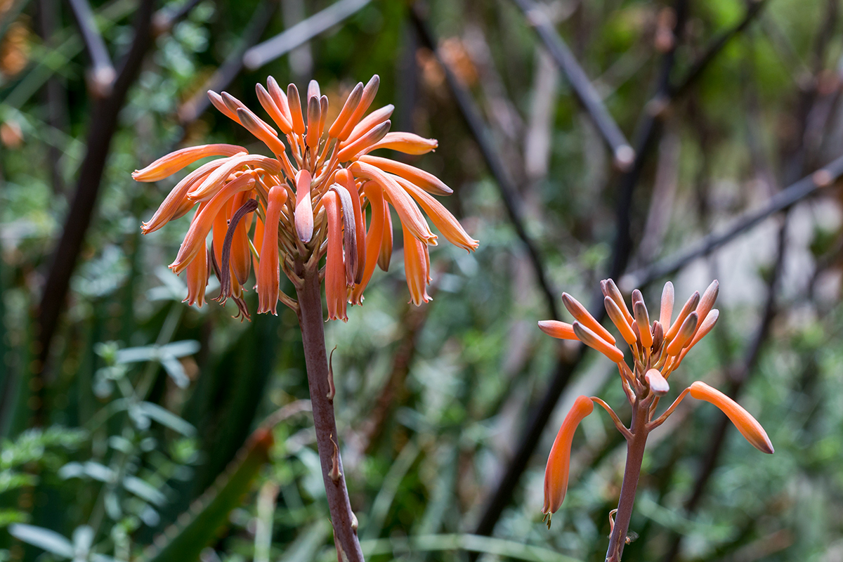 Image of Aloe maculata specimen.