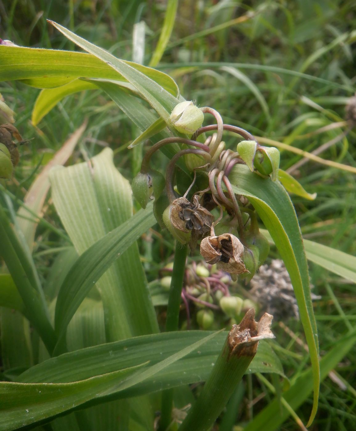 Image of Tradescantia virginiana specimen.