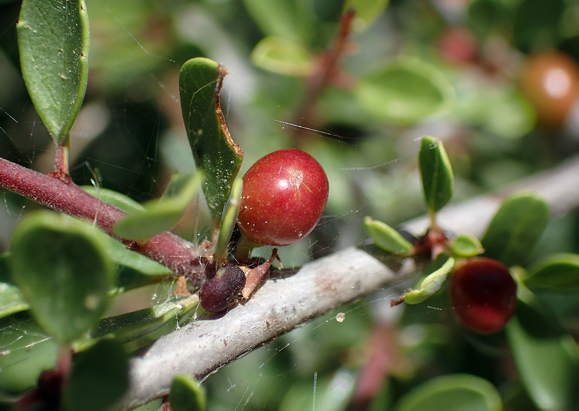 Изображение особи Rhamnus lycioides ssp. oleoides.