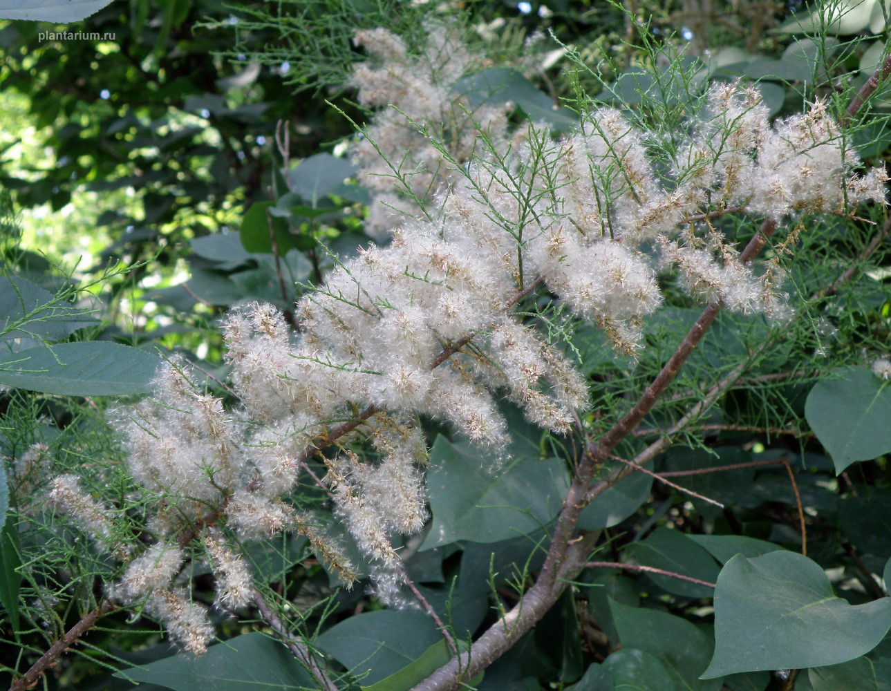 Image of Tamarix tetrandra specimen.