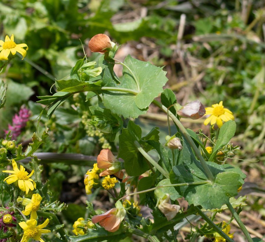 Image of Lathyrus fulvus specimen.