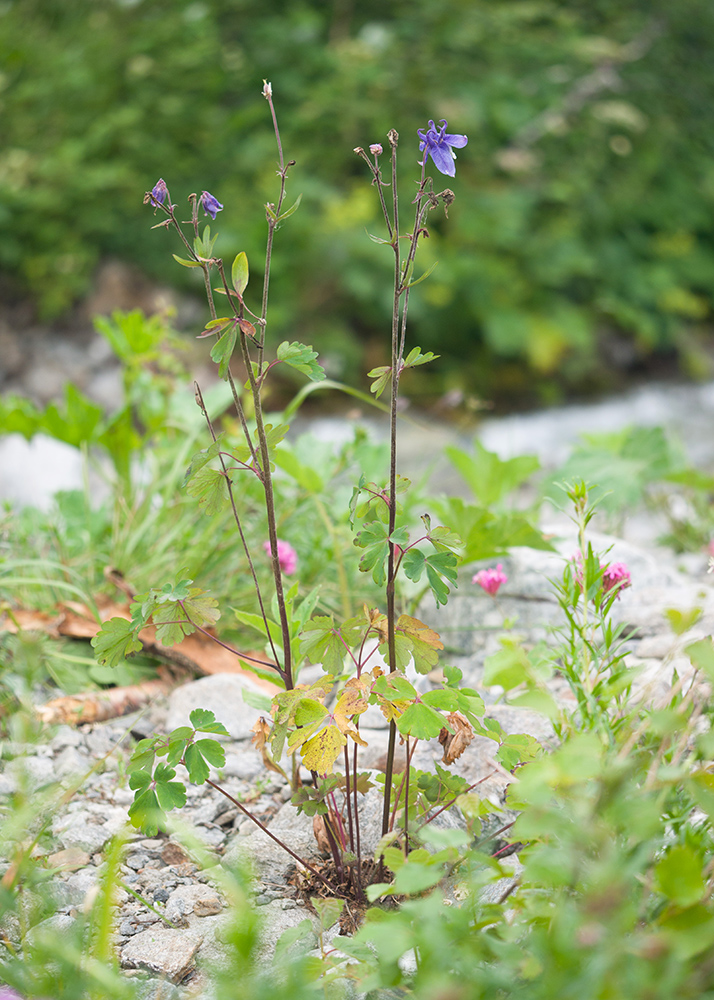 Изображение особи Aquilegia olympica.