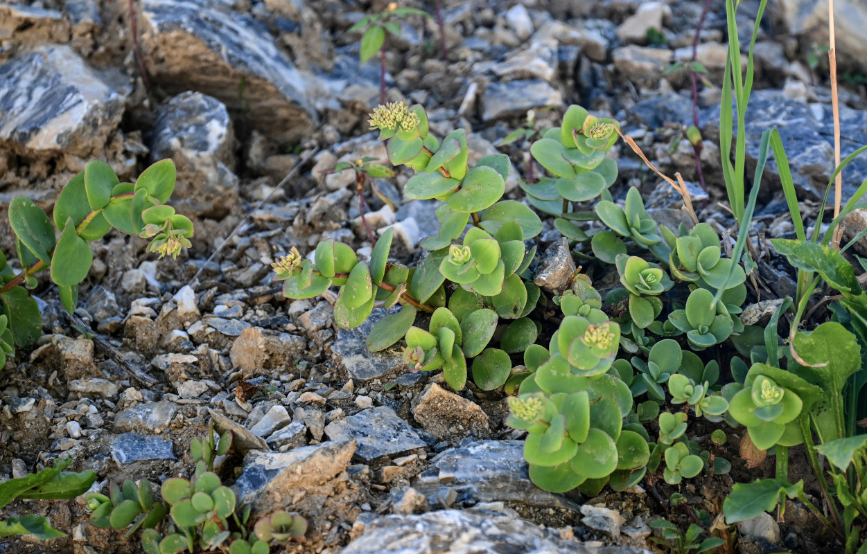 Изображение особи Hylotelephium ewersii.