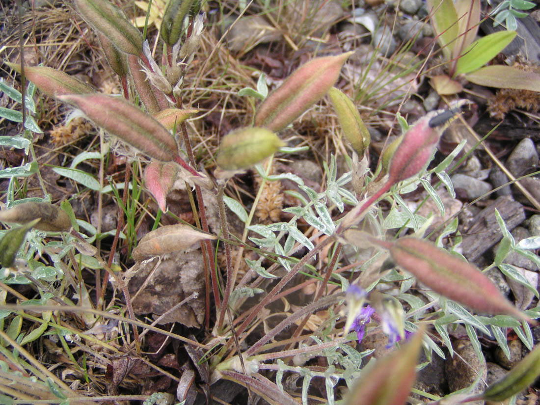 Image of Oxytropis exserta specimen.