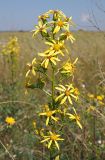 Senecio paucifolius