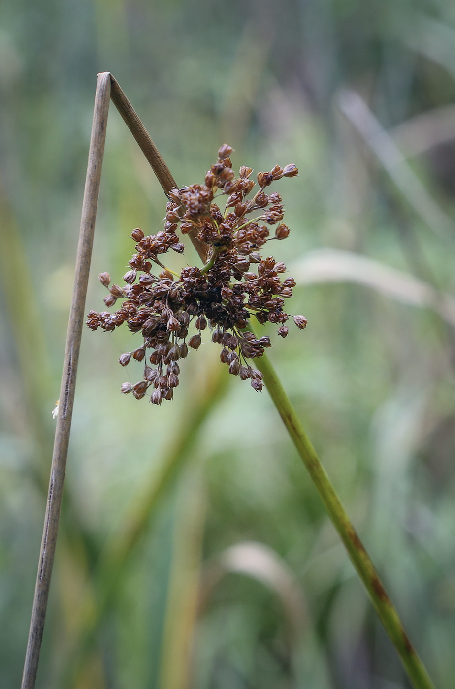 Image of Juncus effusus specimen.