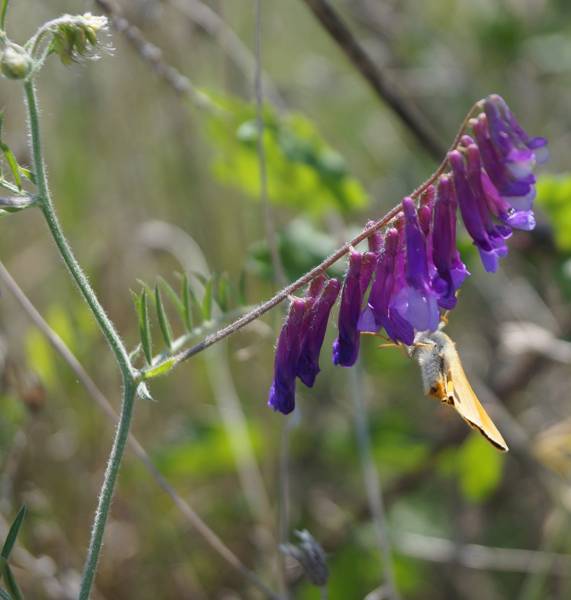 Image of Vicia villosa specimen.