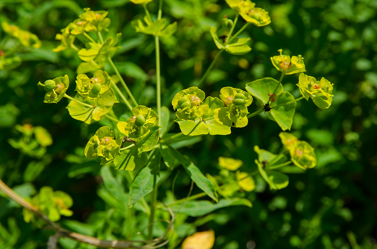 Изображение особи род Euphorbia.