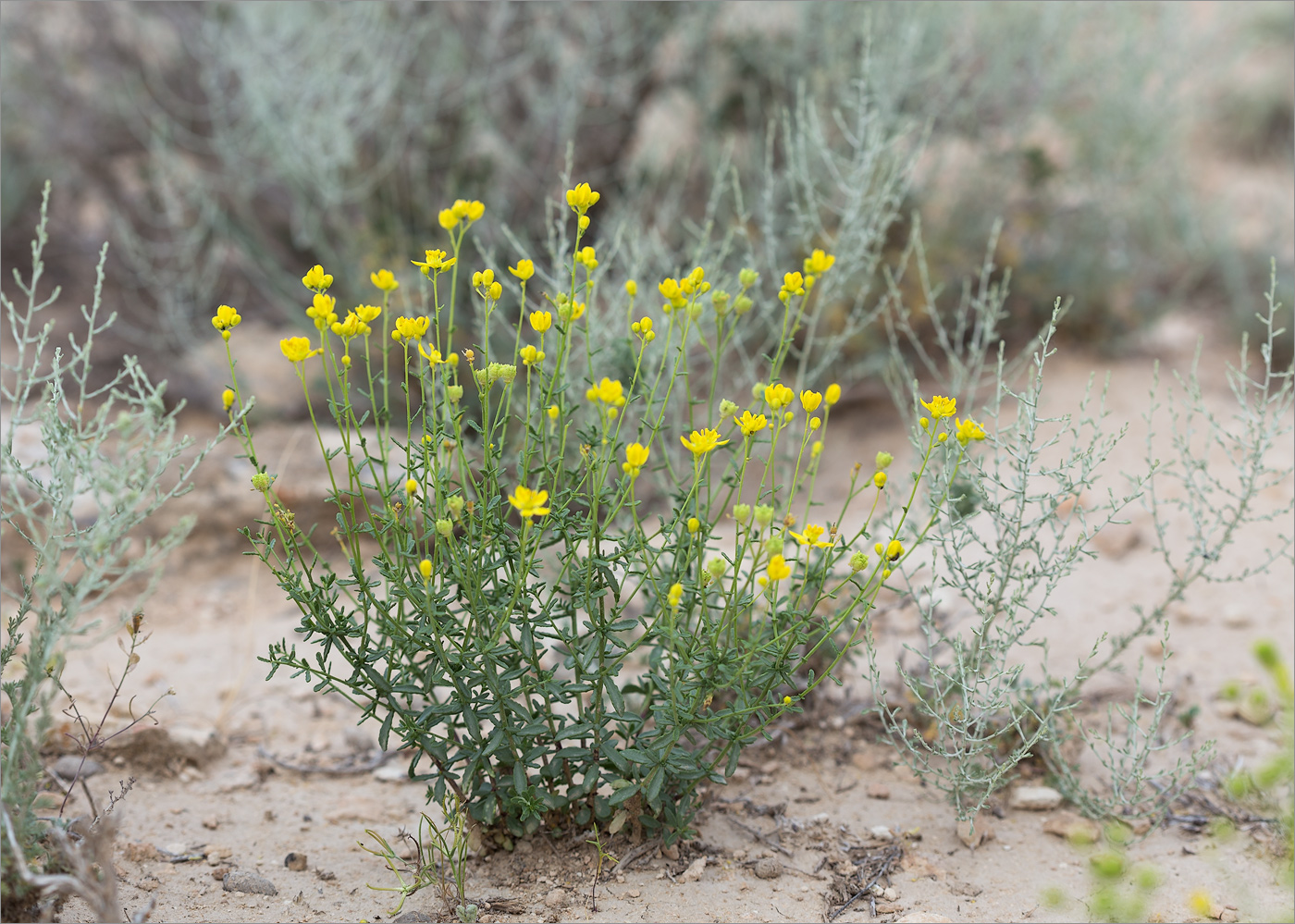 Image of Haplophyllum obtusifolium specimen.