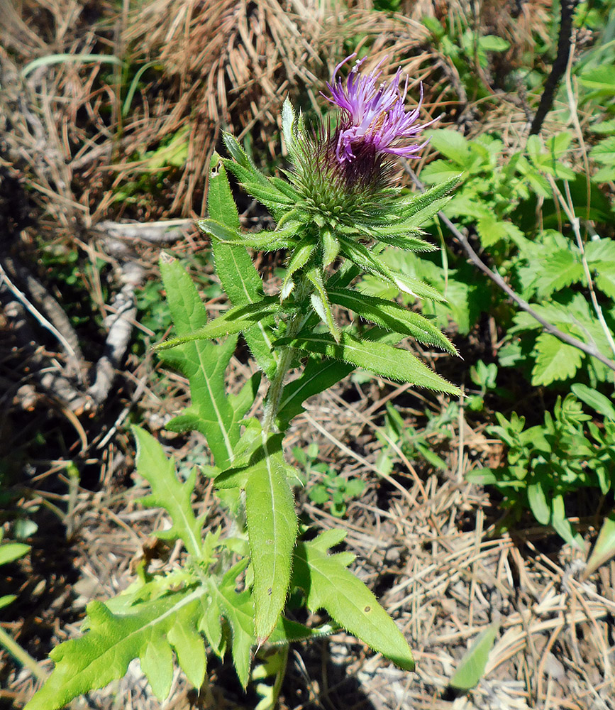 Изображение особи Cirsium euxinum.