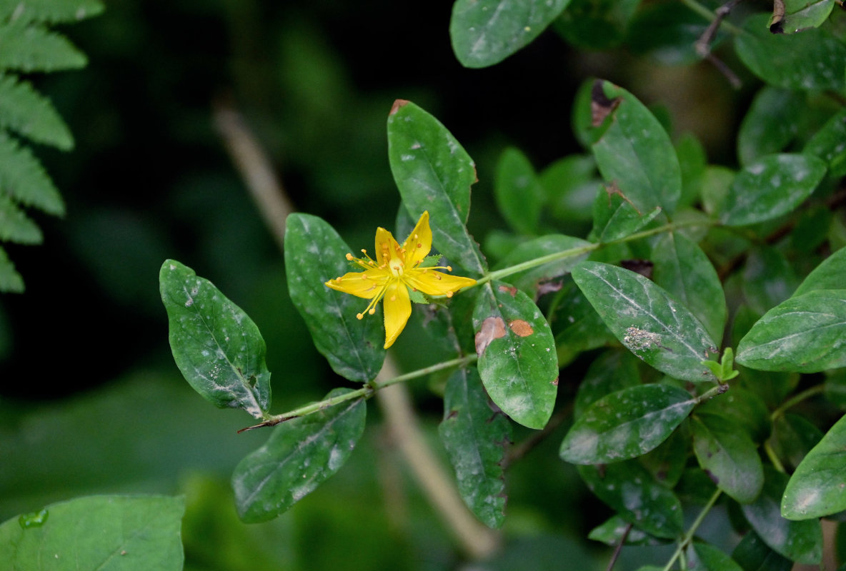 Image of Hypericum xylosteifolium specimen.