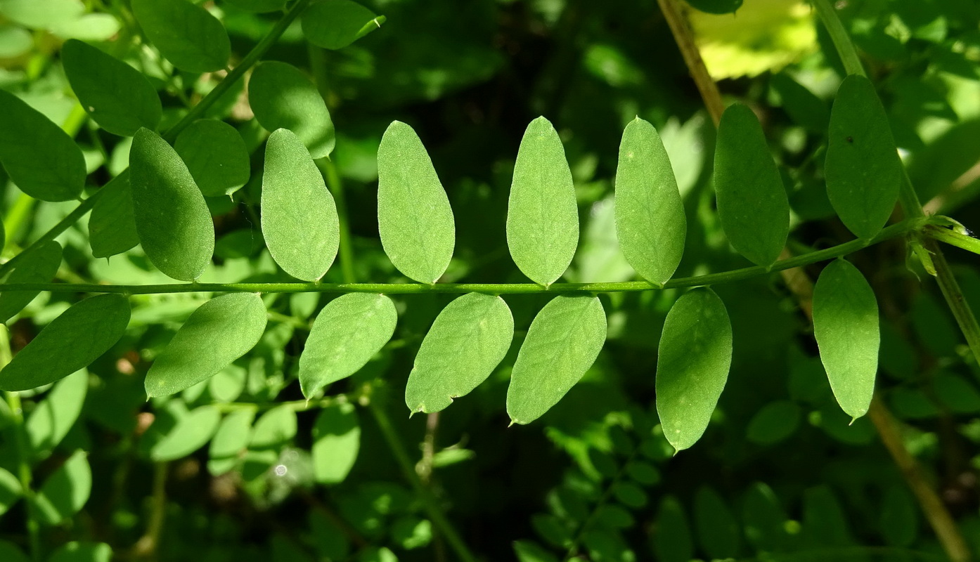 Image of Vicia sylvatica specimen.