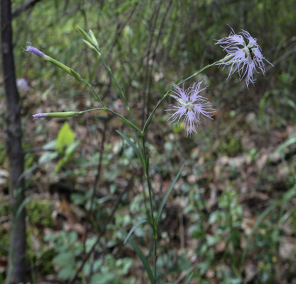 Image of Dianthus superbus specimen.