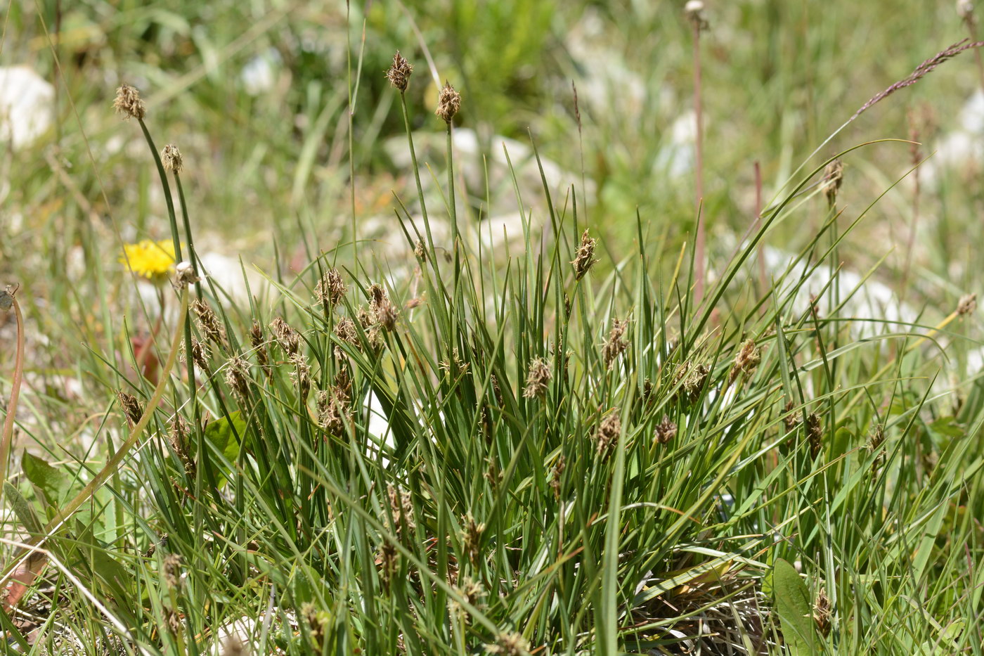 Image of genus Carex specimen.