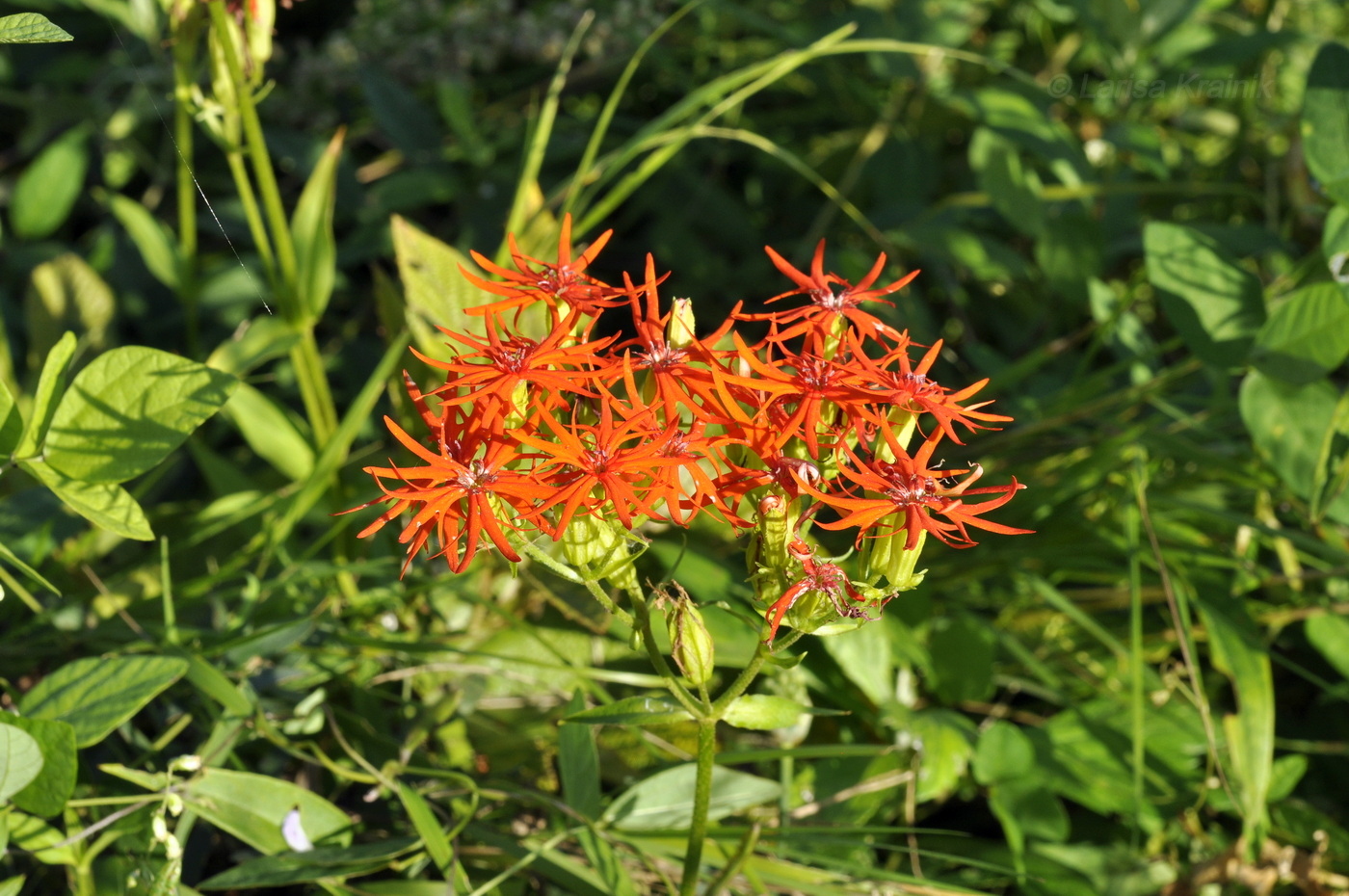 Изображение особи Lychnis wilfordii.