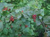 род Ribes