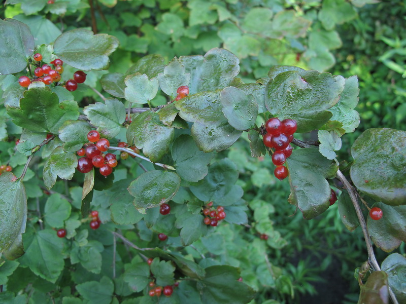 Image of genus Ribes specimen.