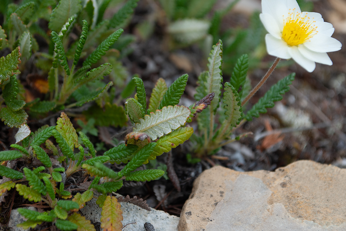 Image of Dryas punctata specimen.