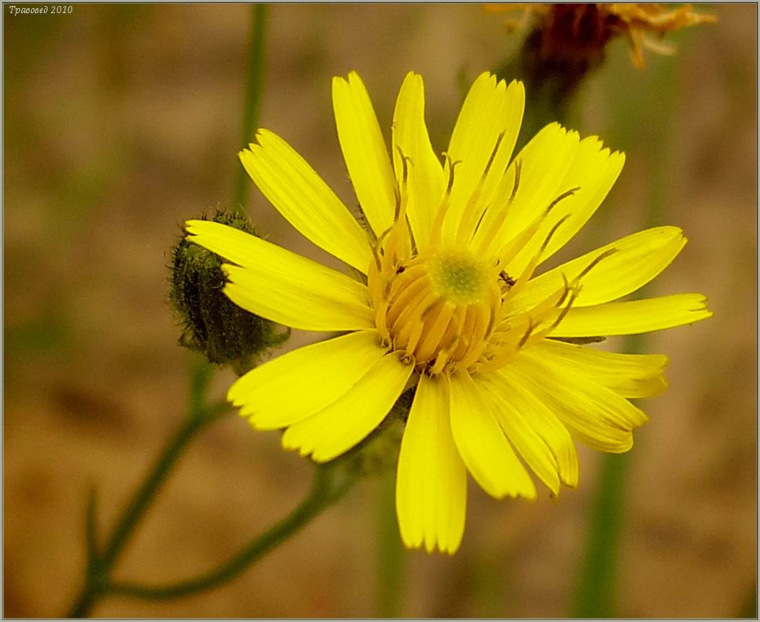 Image of Crepis tectorum specimen.