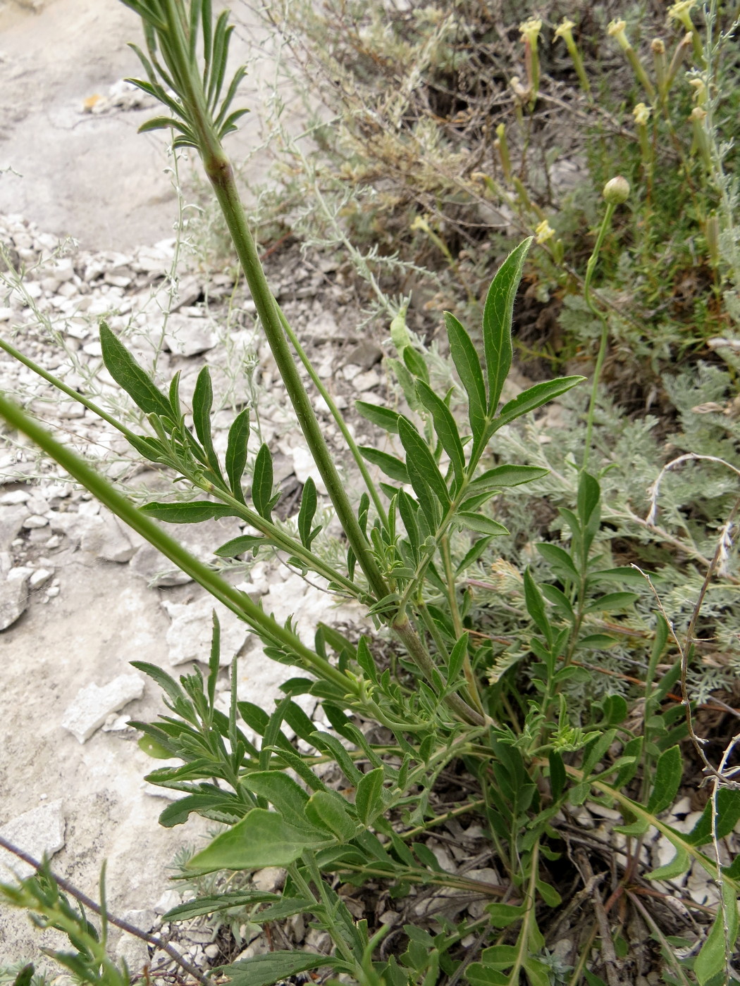 Image of Cephalaria uralensis specimen.