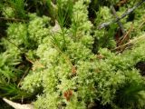 Sphagnum squarrosum